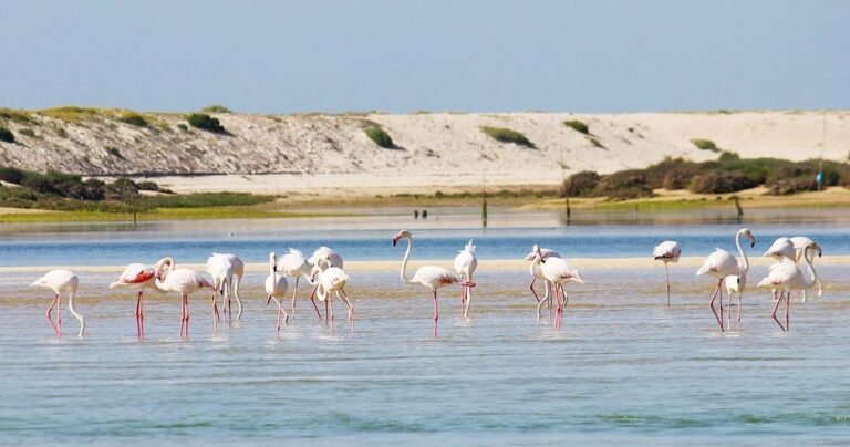 During this tour you will be able to observe the different species of birds that make the Salinas (salt farms) their shelter area.