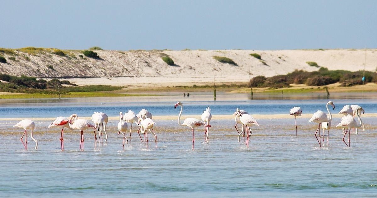 During this tour you will be able to observe the different species of birds that make the Salinas (salt farms) their shelter area.