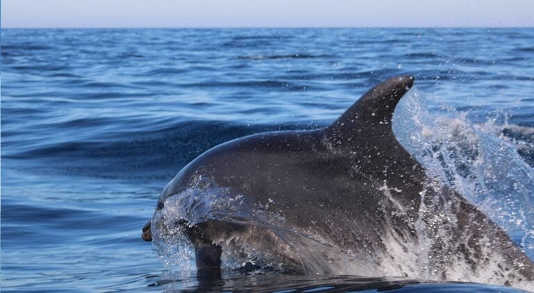 Observe the behavior of dolphins in their natural habitat on this 2.5-hour boat tour starting from OlhÃ£o. Your experienced skipper will take you to the places where the wild dolphins are often seen swimming freely