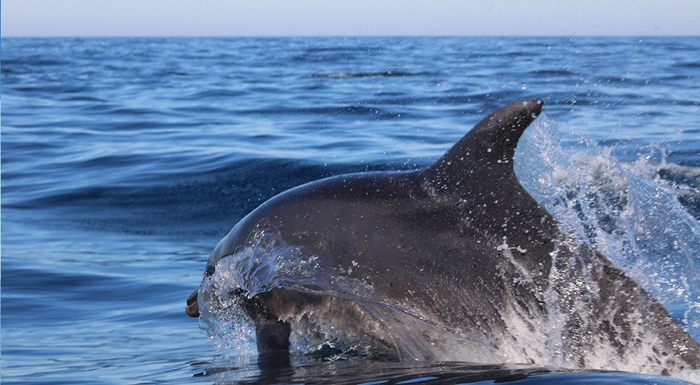 Observe the behavior of dolphins in their natural habitat on this 2.5-hour boat tour starting from OlhÃ£o. Your experienced skipper will take you to the places where the wild dolphins are often seen swimming freely