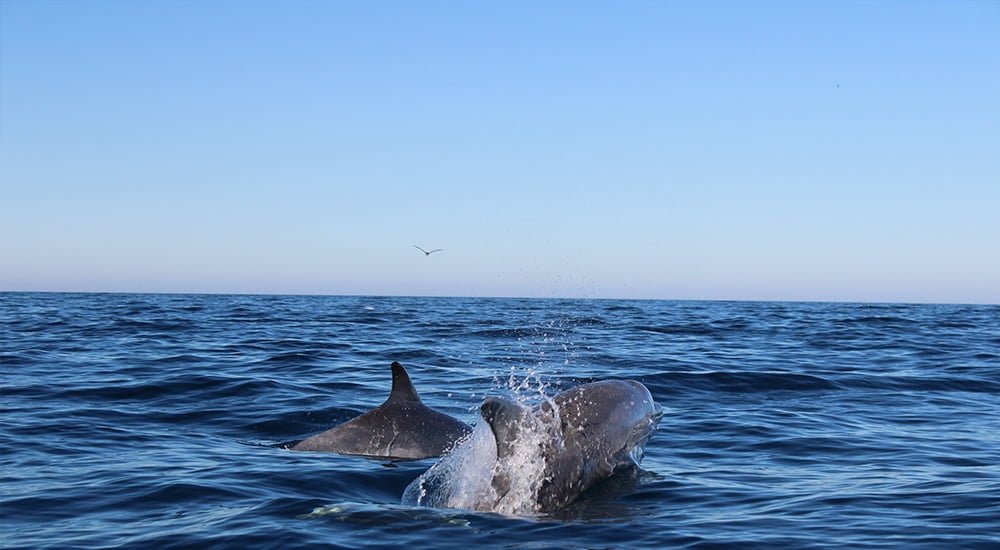 Observe the behavior of dolphins in their natural habitat on this 2.5-hour boat tour starting from Tavira. Your experienced skipper will take you to the places where the wild dolphins are often seen swimming freely