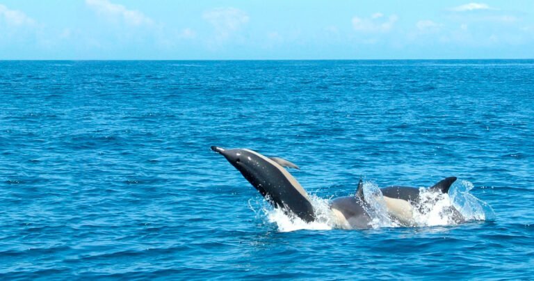 Sail into the Ocean and get immersed by the Atlantic breeze on a small-group tour.