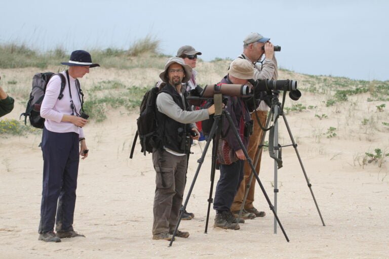 We start the day by a tidal lagoon. Many waders can be seen on the mudflats: Oystercatchers