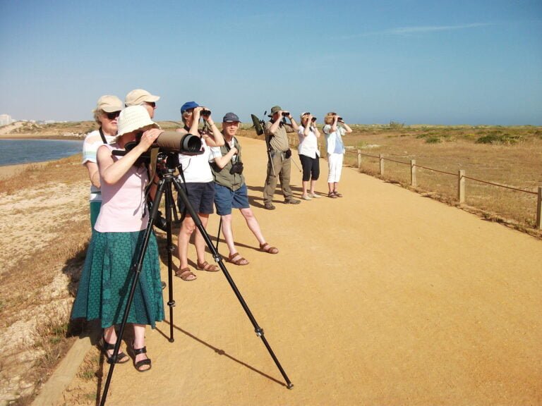 The afternoon is spent exploring the Alvor dunes from a boardwalk. A few passerines can be found in the vegetation: Crested Lark