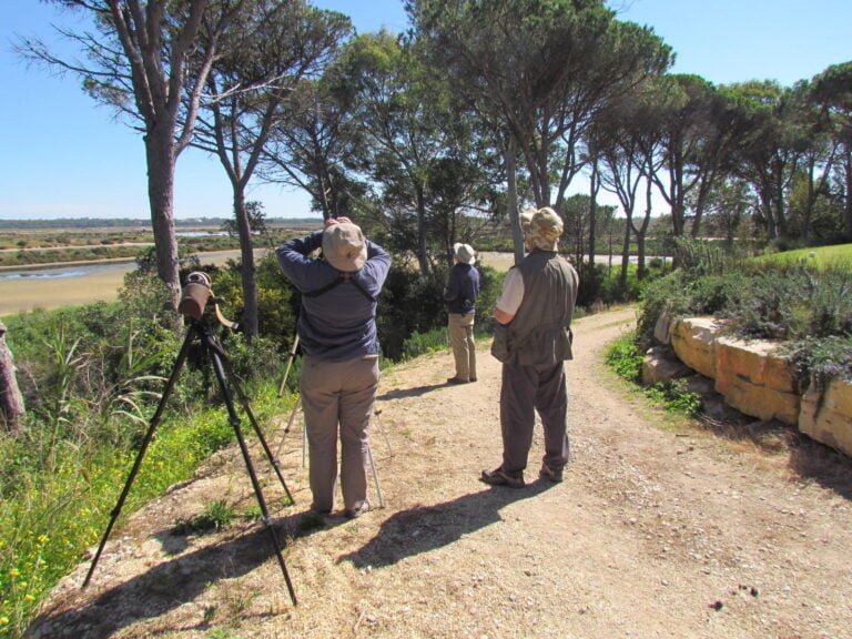 We will spend the morning at a complex of saltpans and lagoons behind Faro airport. The saltpans are usually a good place to see Flamingos and Shelducks. In the reedbeds around