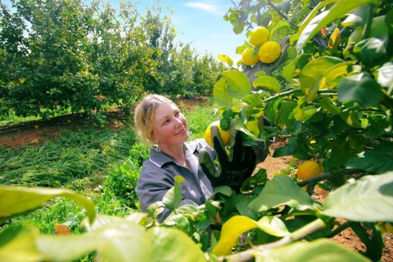 Oranges and the Algarve are a match made in heaven. The region produces what are considered to be the best oranges in the world.