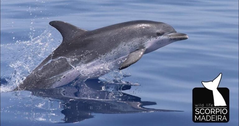 Join our crew on a whale and dolphin watching trip. Enjoy the ride up to one of the most active marine areas on Madeira island and have the possibility of swimming with dolphins in the wild