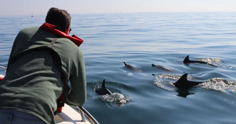 Dolphin Watching