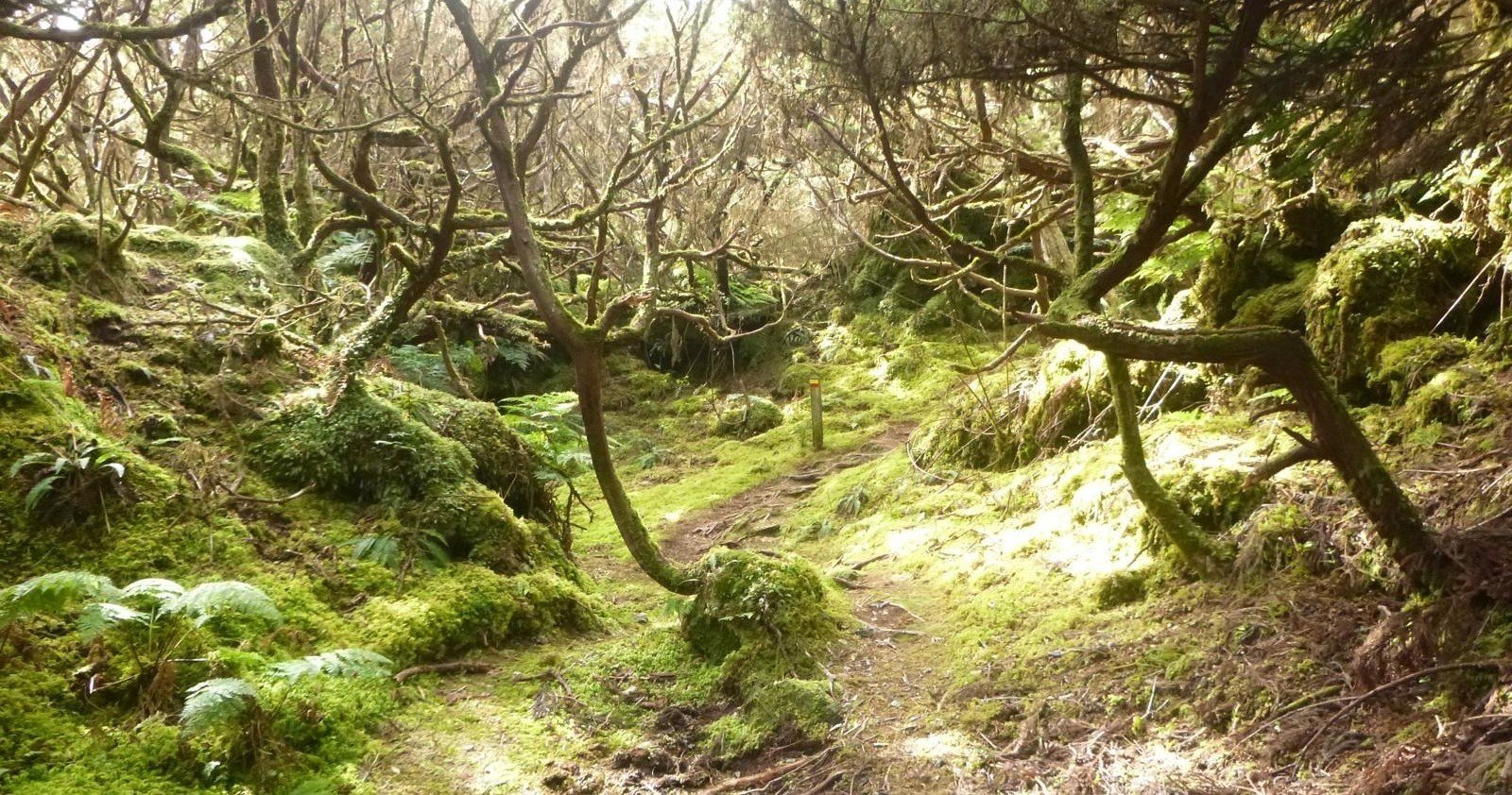 HIKING TRAIL - Mistérios Negros
