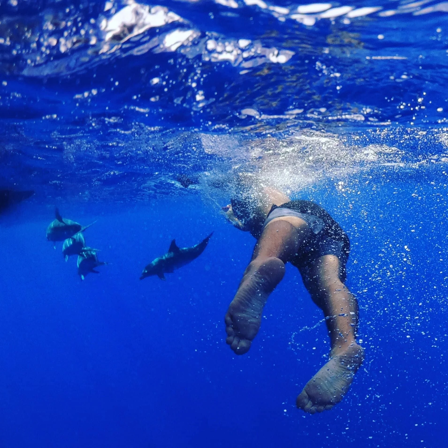 Swimming with Dolphins