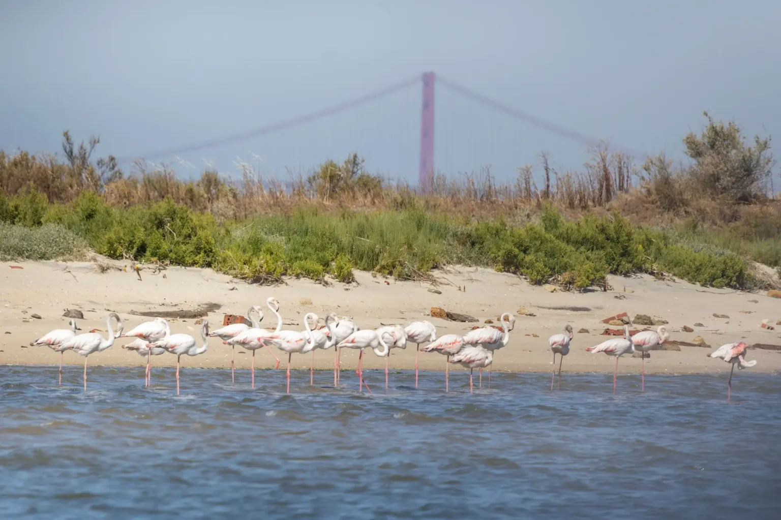 Passeio de observação de aves