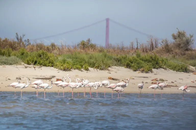 Birdwatching Tour