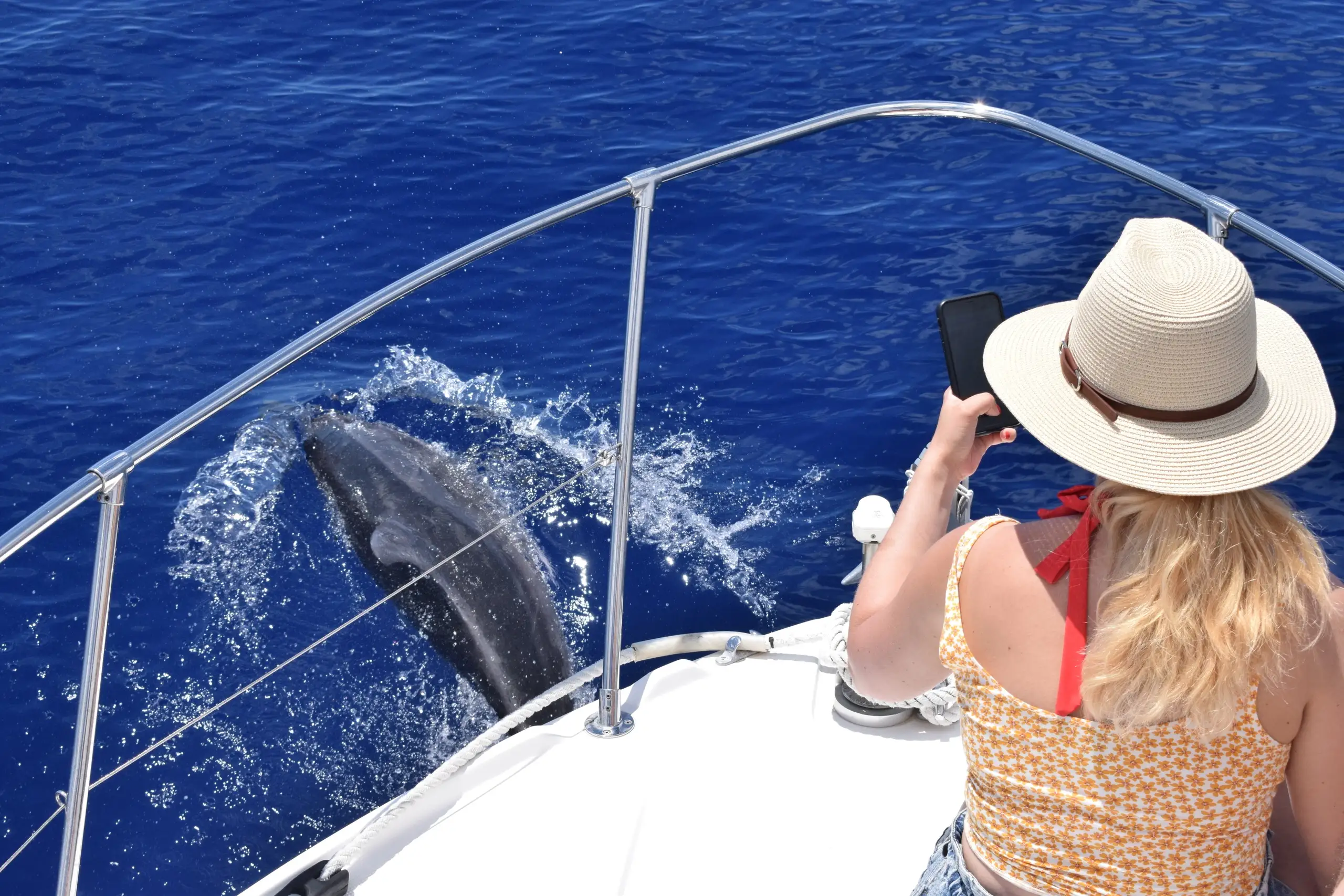 Private Whale and Dolphin Watching