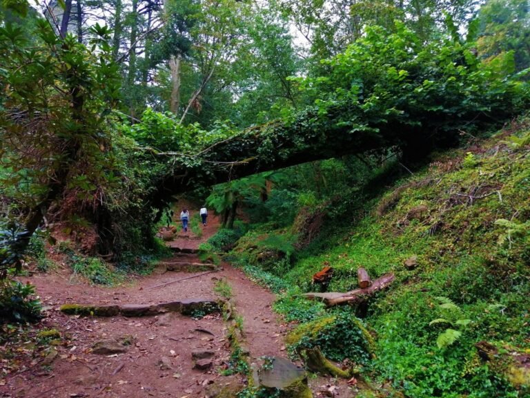 Bussaco Forest Walking Experience