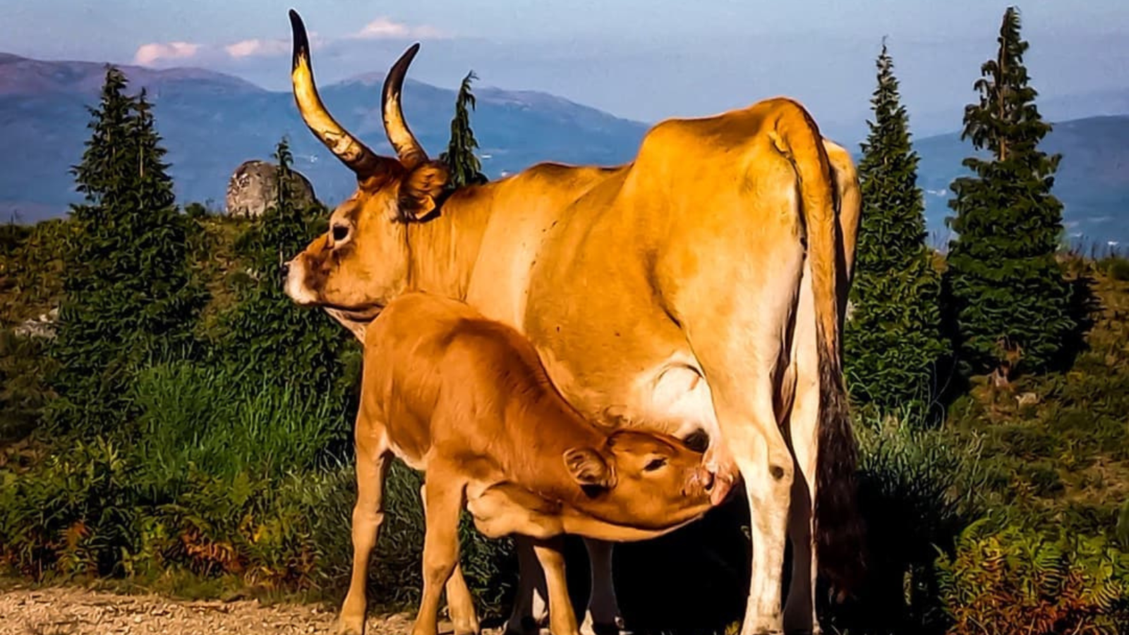 Nature • Buggy • 2h