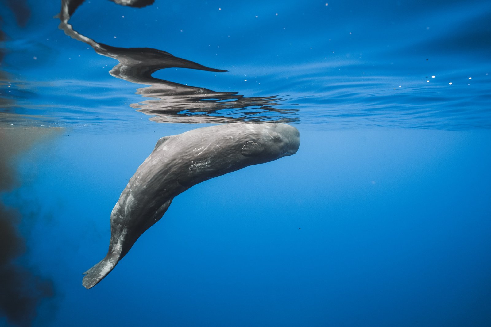 Observação de Baleias e Golfinhos na ilha de São Miguel - Meio Dia