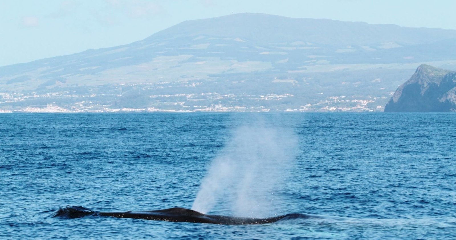 Observação de Cetáceos