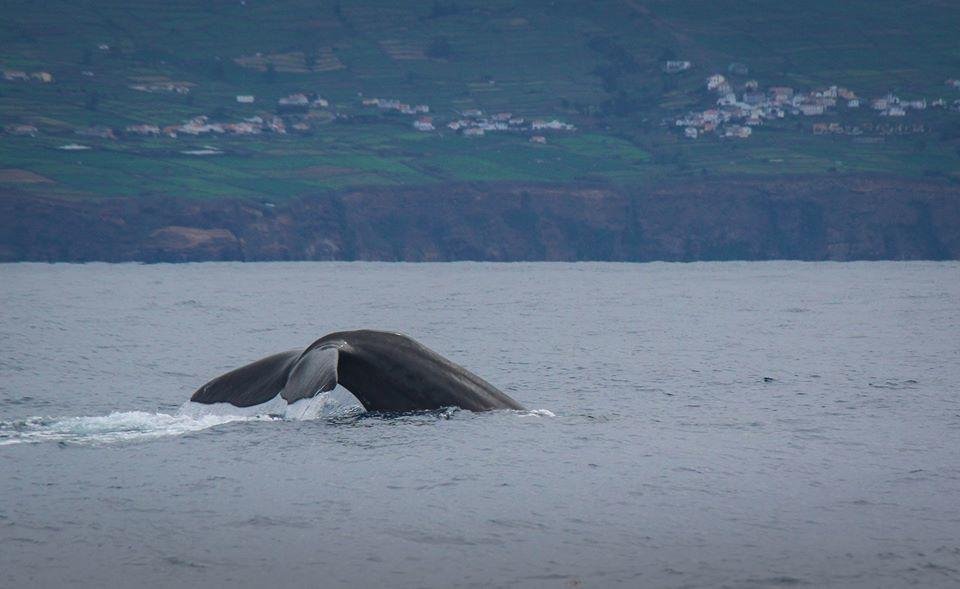 Whale Watching Ilha Terceira