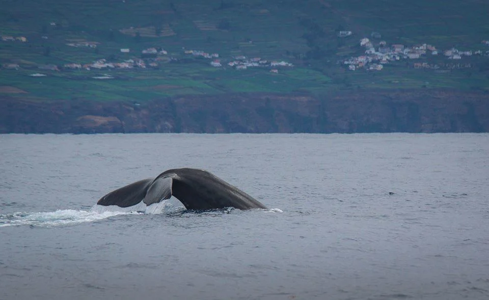 Whale Watching Ilha Terceira