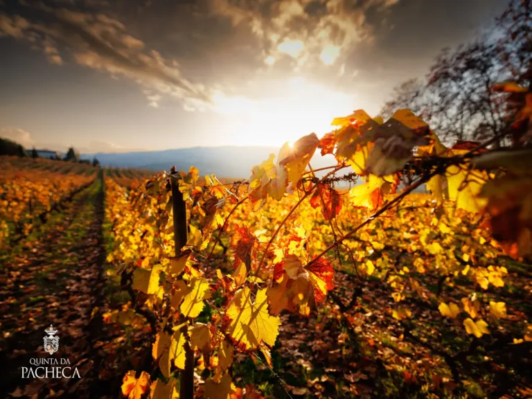 Walking Tour & Wine Tasting
