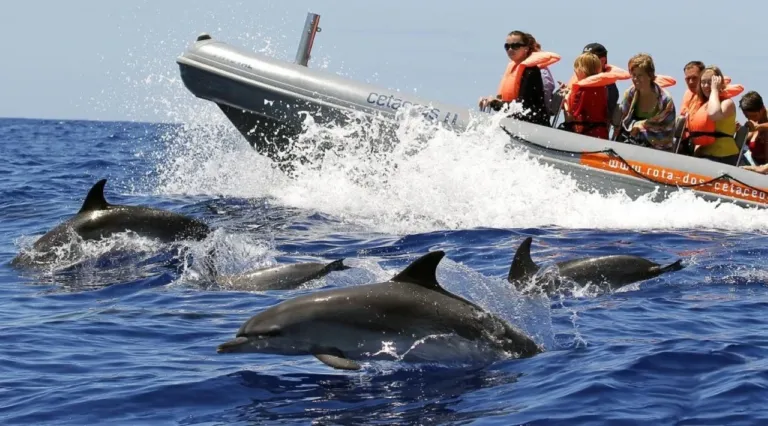 Whale & Dolphin Watching