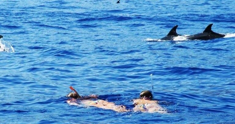 Snorkeling com Golfinhos