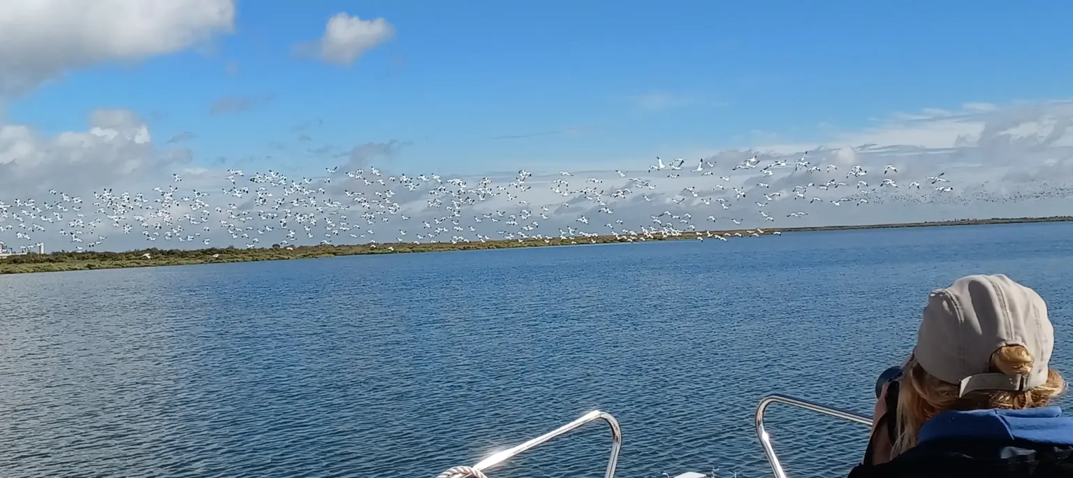 Observação de aves na reserva natural do estuário do Tejo