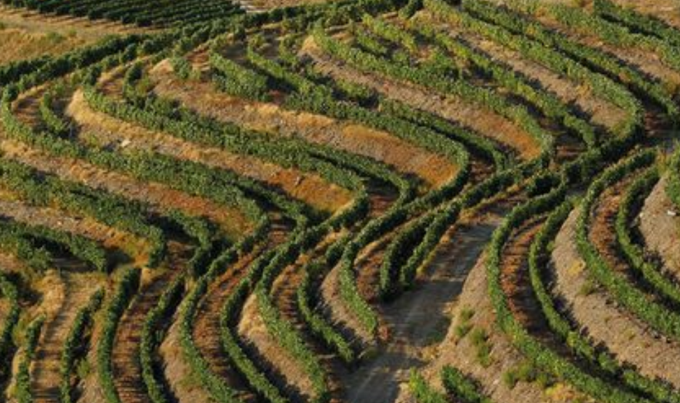 Caminho das vinhas (áudio-guia)