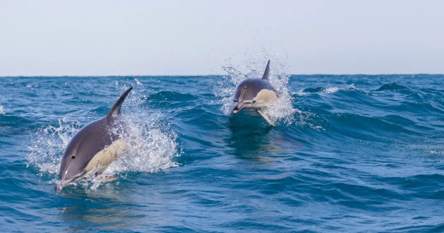 Dolphin Watching Lisbon