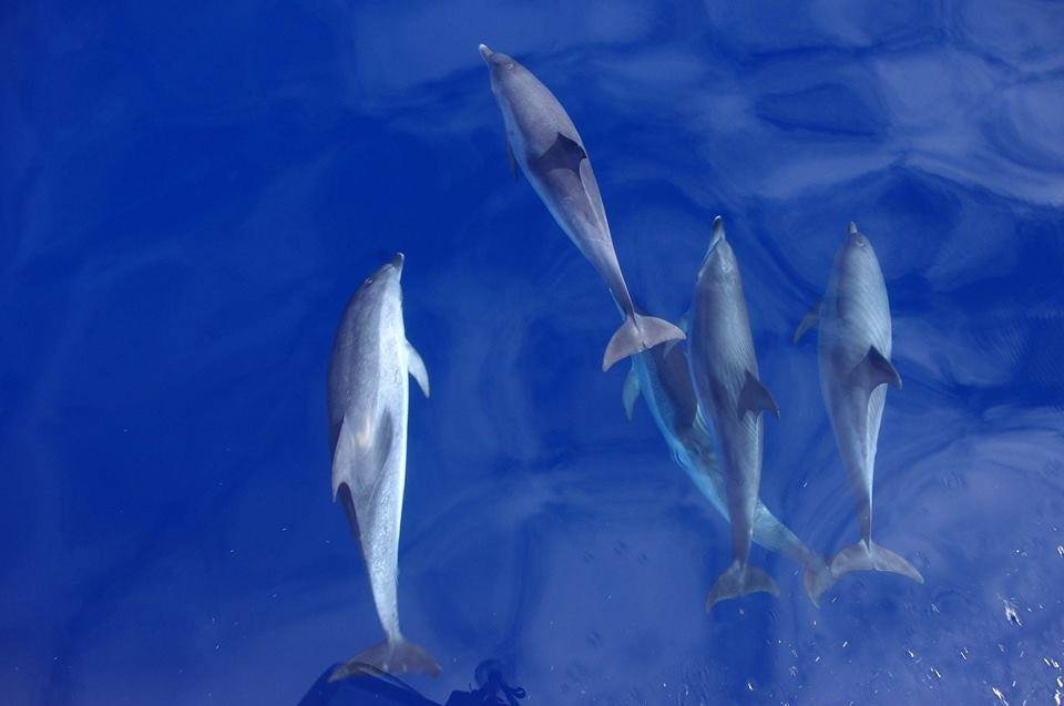 Observação de Baleias e Golfinhos