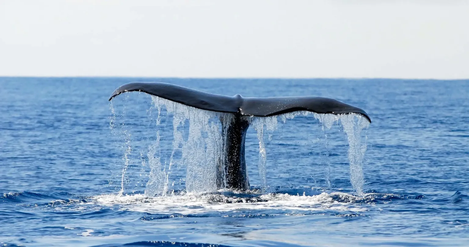 Whale and Dolphin Watching in Pico Island