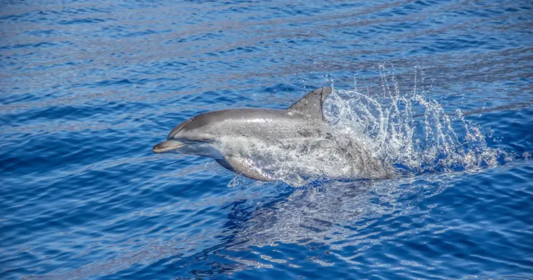 Whale and Dolphin Watching