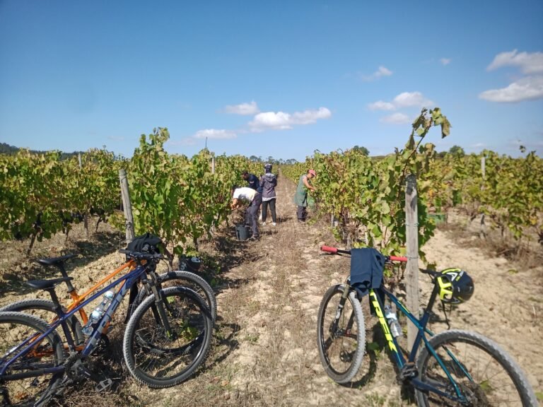 Cycling vineyards of Bairrada Route