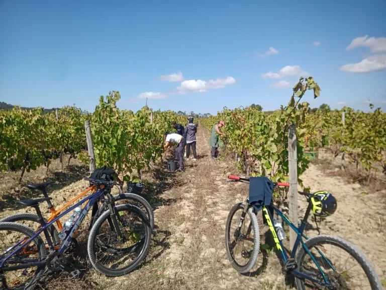 Cycling vineyards of Bairrada Route