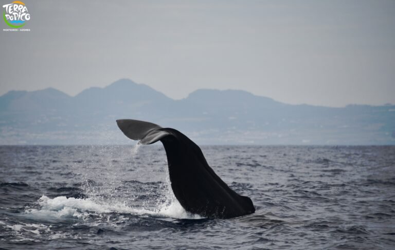 Whale Watching - Half Day • BEST SELLER