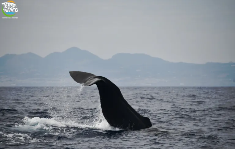 Whale Watching - Half Day • BEST SELLER