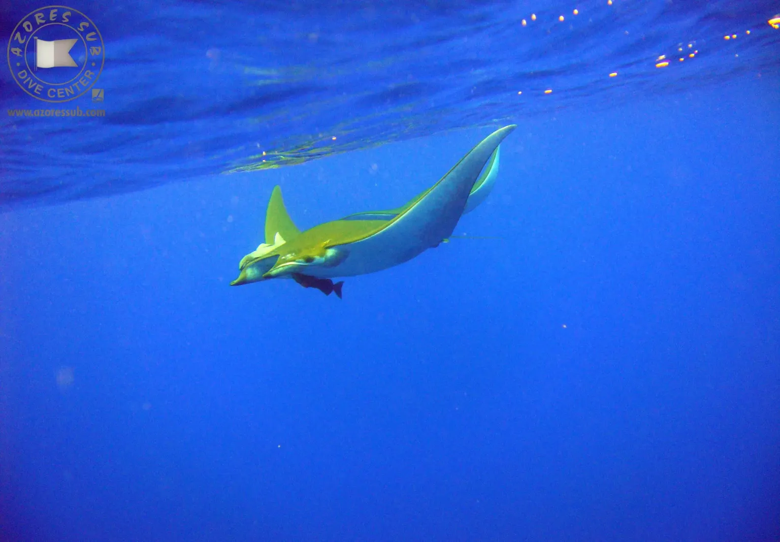Manta ray swimming near the surface in blue water