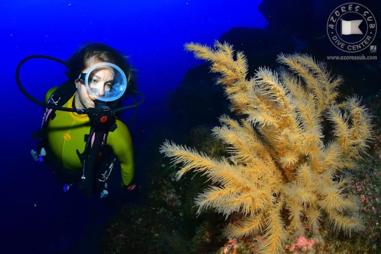 Diver in a dry suit beside a yellow gorgonian coral