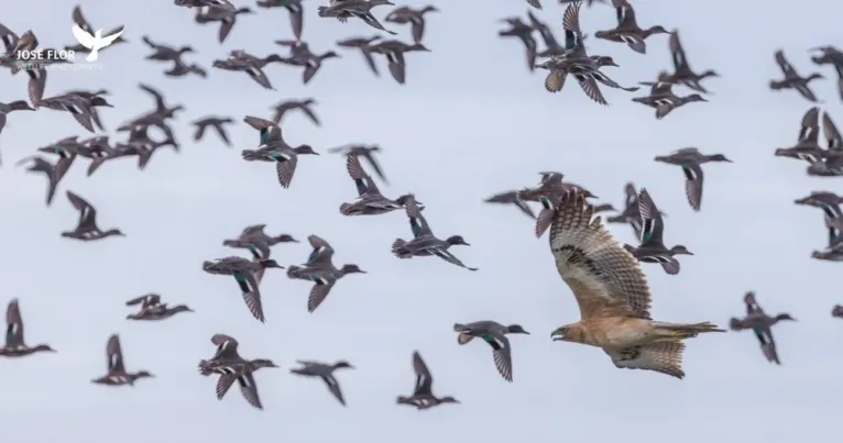 Flock of ducks in flight with a bird of prey among them