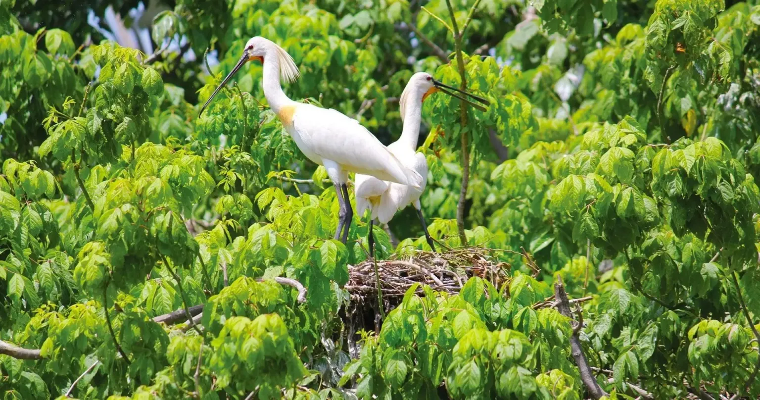 Two white egrets standing on a nest in green foliage