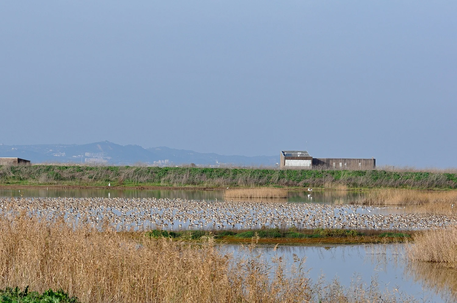 Marshland with reeds and a bird hide in the distance