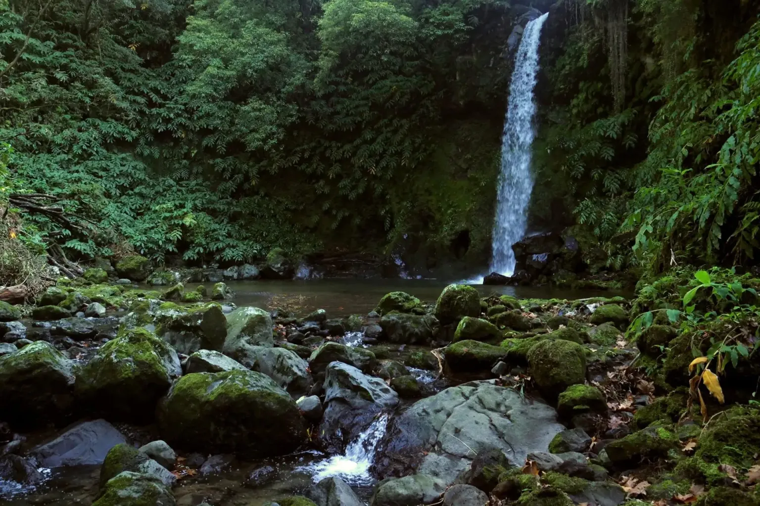 Waterfall dropping into a pool surrounded by moss-covered rocks and ferns