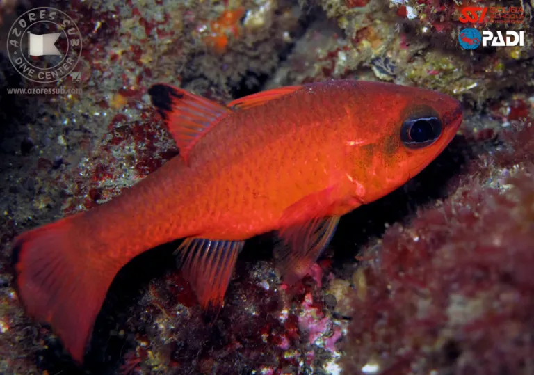 Bright red cardinalfish among coral on a reef