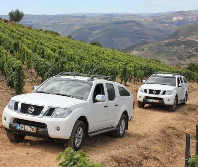 Two white pickup trucks on a dirt track between vineyard terraces