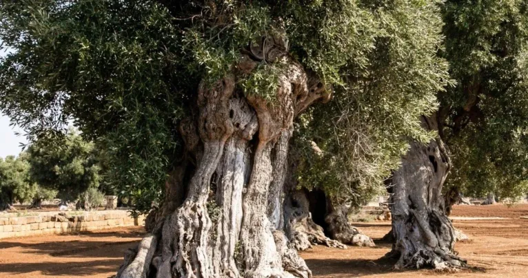 Gnarled trunks of ancient olive trees