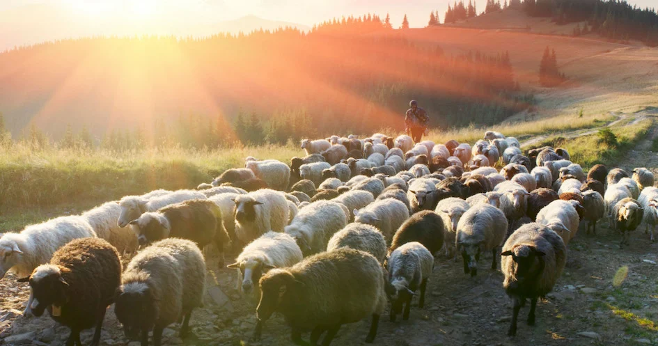 Flock of sheep walking across a hillside in low golden light