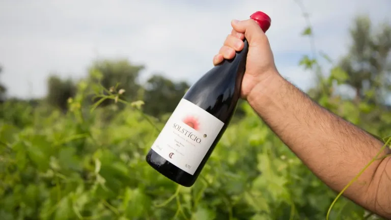 Hand holding a bottle of red wine among green vines