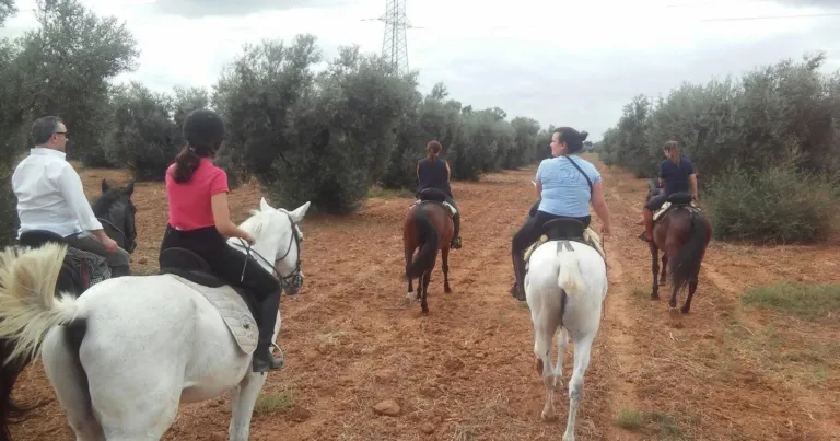 Group of riders on horseback travelling along a track between olive trees