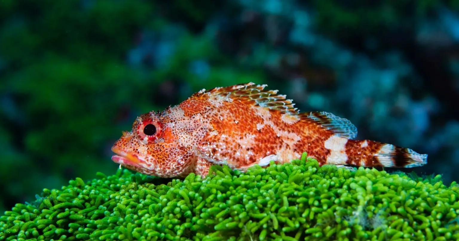 Red scorpionfish resting on green algae