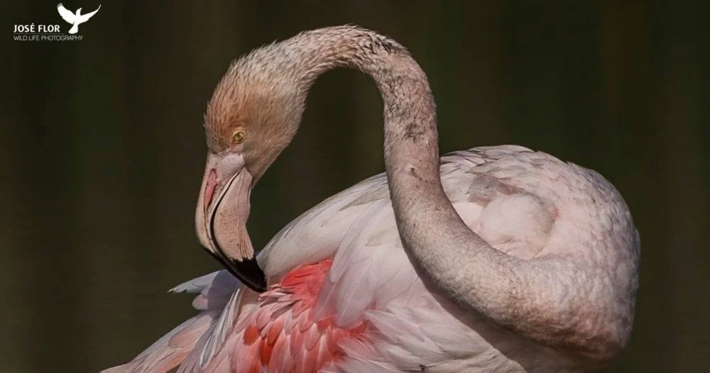 Pink flamingo preening its feathers